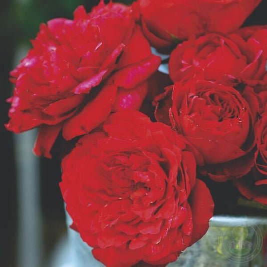 Zaed dhabi Rose Seedlings Flower Seeds Perennial Growing Bonsai Corms Tubers Potted Planting Reblooming Fragrant Garden Roots Rhizomes Species Blooms Plant Bulbs Gardening Tree