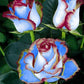 Rainbow Rose Seedlings Flower Seeds Perennial Growing Bonsai Corms Tubers Potted Planting Reblooming Fragrant Garden Roots Rhizomes Species Blooms Plant Bulbs Gardening Tree