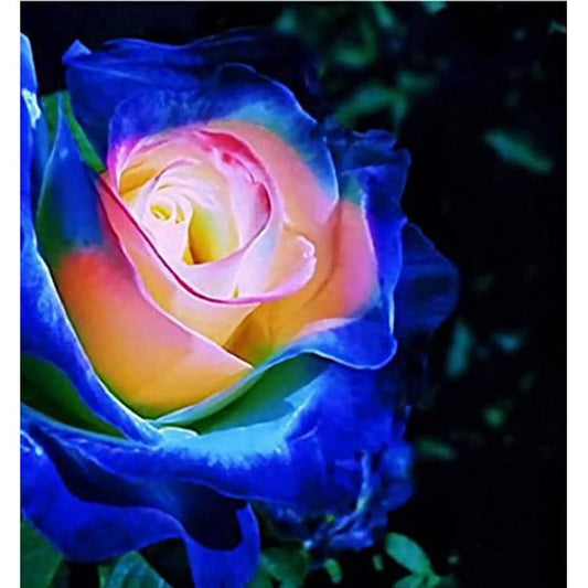 Blue Pink Rose Seedlings Flower Seeds Perennial Growing Bonsai Corms Tubers Potted Planting Reblooming Fragrant Garden Roots Rhizomes Species Blooms Plant Bulbs Gardening Tree