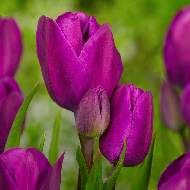 Tulip Bulbs Multiflowered Collection Blooms Species Growing Bonsai Roots Rhizomes Corms Tubers Potted Planting Reblooming Fragrant Garden Flower Seeds Plant