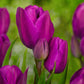 Tulip Bulbs Multiflowered Collection Blooms Species Growing Bonsai Roots Rhizomes Corms Tubers Potted Planting Reblooming Fragrant Garden Flower Seeds Plant