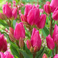 Tulip Bulbs Multiflowered Collection Blooms Species Growing Bonsai Roots Rhizomes Corms Tubers Potted Planting Reblooming Fragrant Garden Flower Seeds Plant