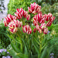 Tulip Bulbs Multiflowered Collection Blooms Species Growing Bonsai Roots Rhizomes Corms Tubers Potted Planting Reblooming Fragrant Garden Flower Seeds Plant