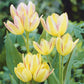 Tulip Bulbs Multiflowered Collection Blooms Species Growing Bonsai Roots Rhizomes Corms Tubers Potted Planting Reblooming Fragrant Garden Flower Seeds Plant