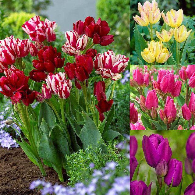 Tulip Bulbs Multiflowered Collection Blooms Species Growing Bonsai Roots Rhizomes Corms Tubers Potted Planting Reblooming Fragrant Garden Flower Seeds Plant