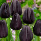 RHS AGM Tulip Collection Bulbs Blooms Species Growing Bonsai Roots Rhizomes Corms Tubers Potted Planting Reblooming Fragrant Garden Flower Seeds Plant