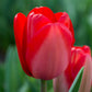 RHS AGM Tulip Collection Bulbs Blooms Species Growing Bonsai Roots Rhizomes Corms Tubers Potted Planting Reblooming Fragrant Garden Flower Seeds Plant