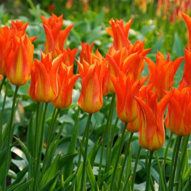 RHS AGM Tulip Collection Bulbs Blooms Species Growing Bonsai Roots Rhizomes Corms Tubers Potted Planting Reblooming Fragrant Garden Flower Seeds Plant