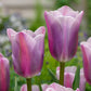 Relaxing Colour Tulip Collection Tulip Bulbs Blooms Species Growing Bonsai Roots Rhizomes Corms Tubers Potted Planting Reblooming Fragrant Garden Flower Seeds Plant