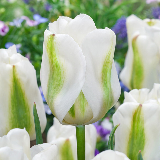 Relaxing Colour Tulip Collection Tulip Bulbs Blooms Species Growing Bonsai Roots Rhizomes Corms Tubers Potted Planting Reblooming Fragrant Garden Flower Seeds Plant