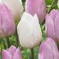 Relaxing Colour Tulip Collection Tulip Bulbs Blooms Species Growing Bonsai Roots Rhizomes Corms Tubers Potted Planting Reblooming Fragrant Garden Flower Seeds Plant