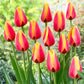 Tulip Bulbs Darwin Hybrid Collection Blooms Species Growing Bonsai Roots Rhizomes Corms Tubers Potted Planting Reblooming Fragrant Garden Flower Seeds Plant