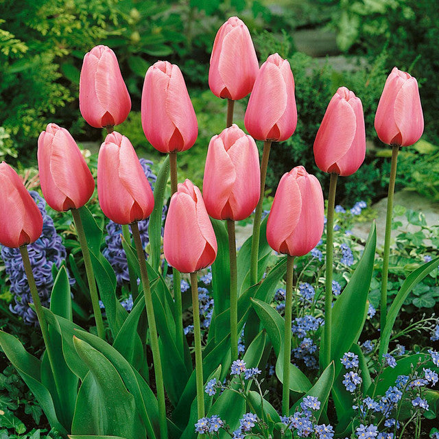 Tulip Bulbs Darwin Hybrid Collection Blooms Species Growing Bonsai Roots Rhizomes Corms Tubers Potted Planting Reblooming Fragrant Garden Flower Seeds Plant