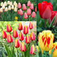 Tulip Bulbs Darwin Hybrid Collection Blooms Species Growing Bonsai Roots Rhizomes Corms Tubers Potted Planting Reblooming Fragrant Garden Flower Seeds Plant