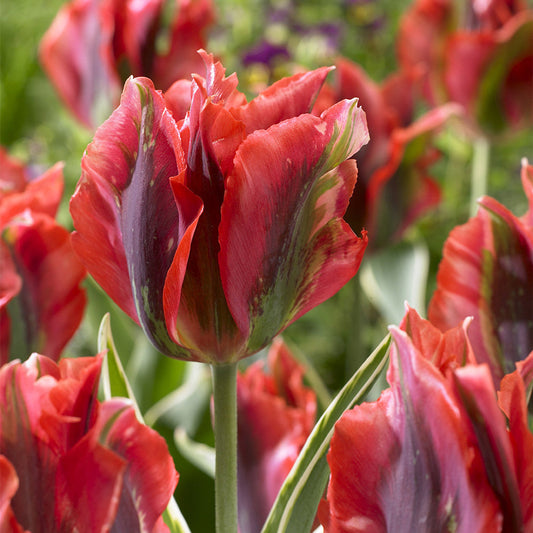 50 Tulip Viridiflora Collection (11-12cm Bulbs) Bulbs Blooms Species Growing Bonsai Roots Rhizomes Corms Tubers Potted Planting Reblooming Fragrant Garden Flower Seeds Plant