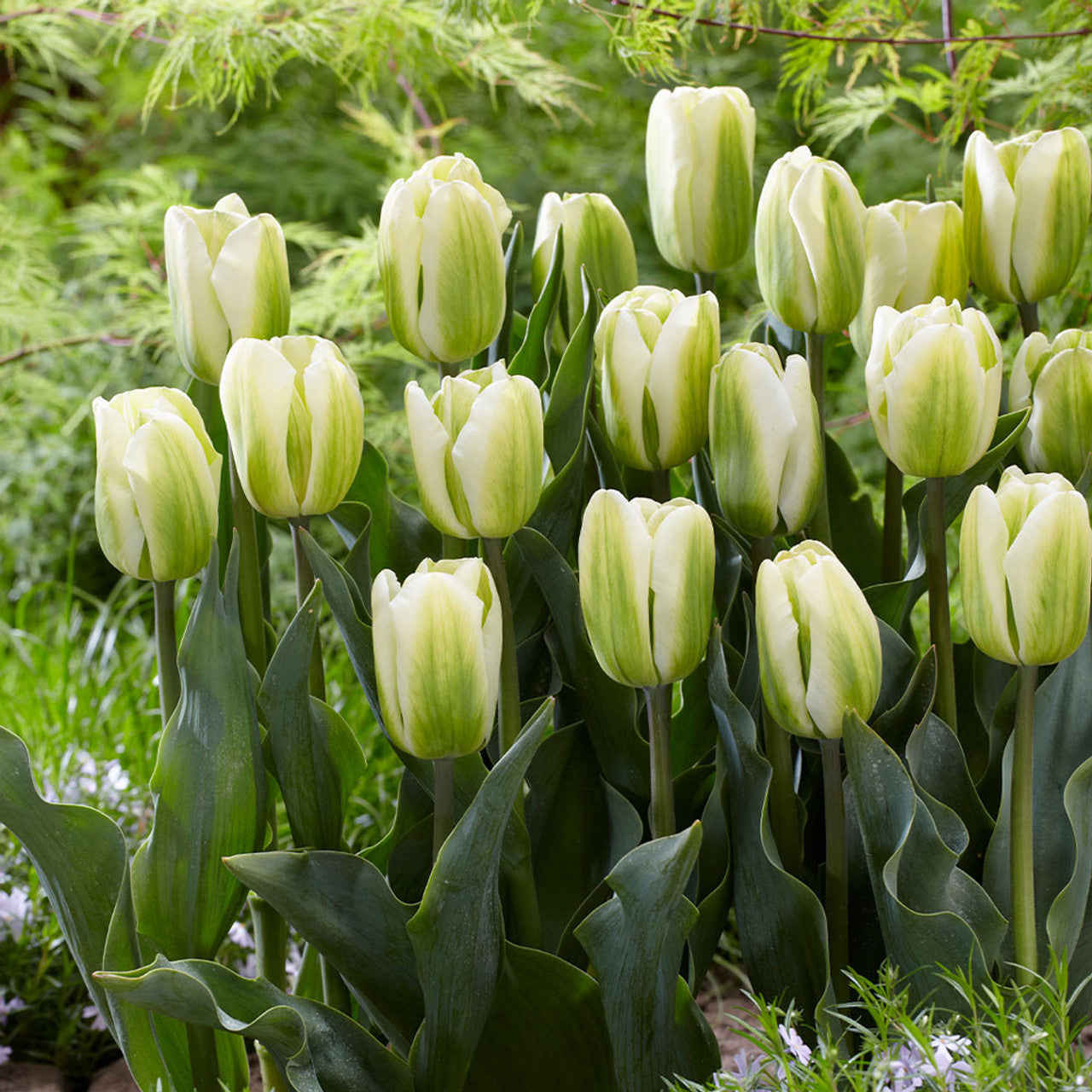50 Tulip Viridiflora Collection (11-12cm Bulbs) Bulbs Blooms Species Growing Bonsai Roots Rhizomes Corms Tubers Potted Planting Reblooming Fragrant Garden Flower Seeds Plant