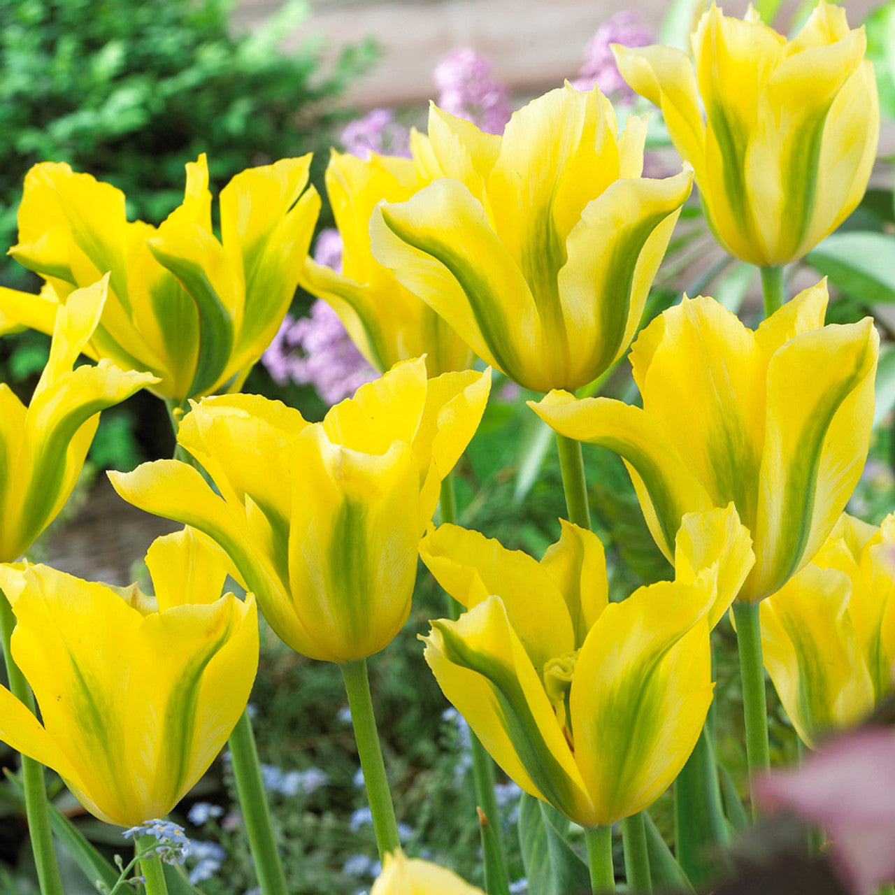 50 Tulip Viridiflora Collection (11-12cm Bulbs) Bulbs Blooms Species Growing Bonsai Roots Rhizomes Corms Tubers Potted Planting Reblooming Fragrant Garden Flower Seeds Plant