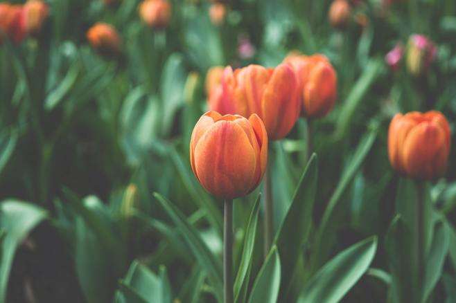 Tulip"Pop Up" Yellow Tulip Bulbs Rare Variety Flowers Bulbs Yard Garden Spring Plants Home Balcony Bonsai Easy to Grow