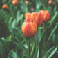Tulip"Pop Up" Yellow Tulip Bulbs Rare Variety Flowers Bulbs Yard Garden Spring Plants Home Balcony Bonsai Easy to Grow