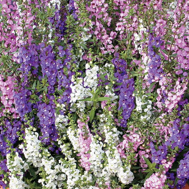 Angelonia Serena&reg; Mix Seeds Pack of 100