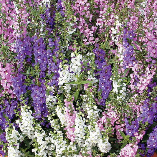 Angelonia Serena&reg; Mix Seeds Pack of 100