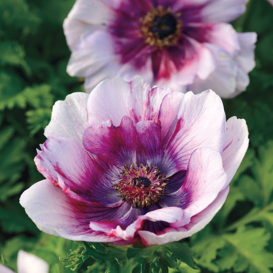 Mona Lisa&reg; Wine White Bicolor Windflower Seeds