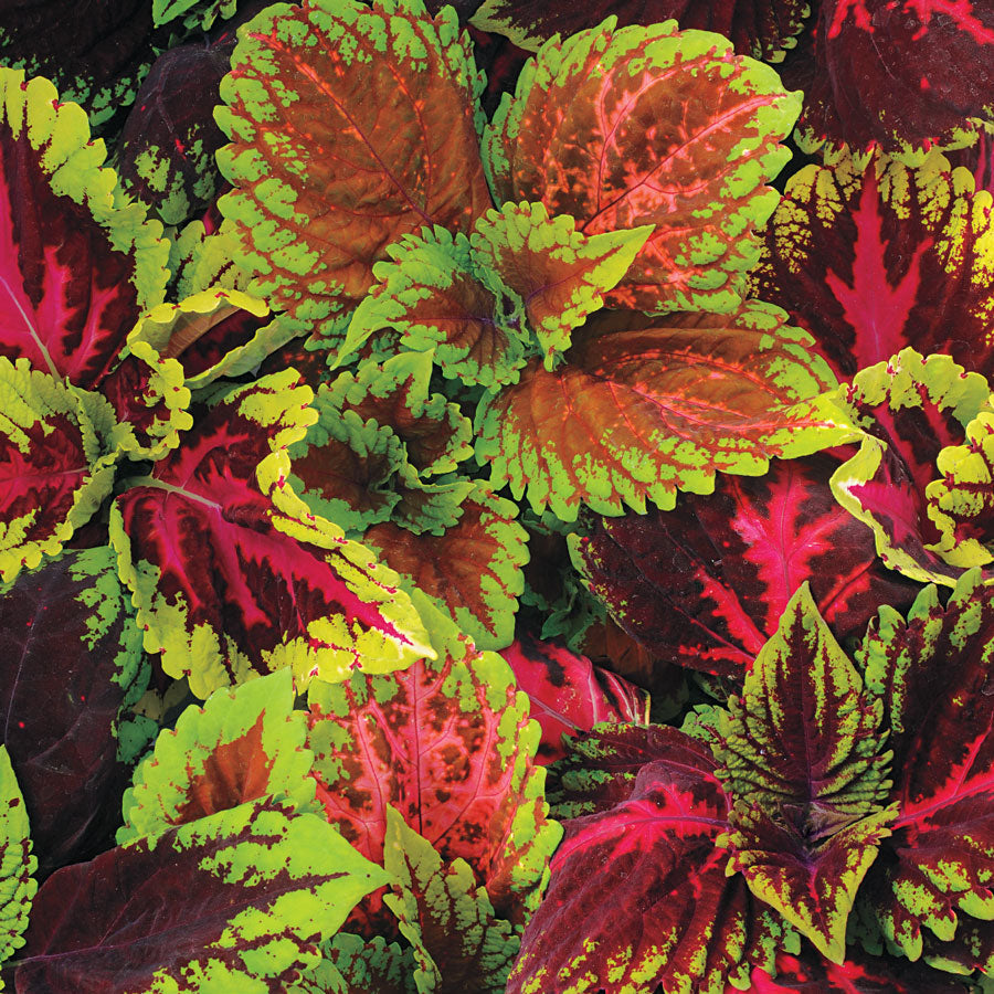 Kong&reg; Empire Mix Coleus Pelleted Seed