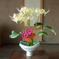 Popcorn Aurea Lycoris Spider Lilies Bulbs Radiata Hurricane Lily Cluster Amayllis Growing Bonsai Roots Rhizomes Corms Tubers Potted Planting Reblooming Fragrant Garden Species Blooms Flower Seeds Plant Gardening