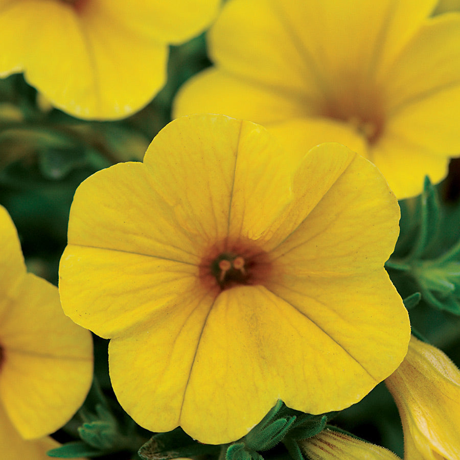 Kabloom&reg; Yellow Calibrachoa Seeds