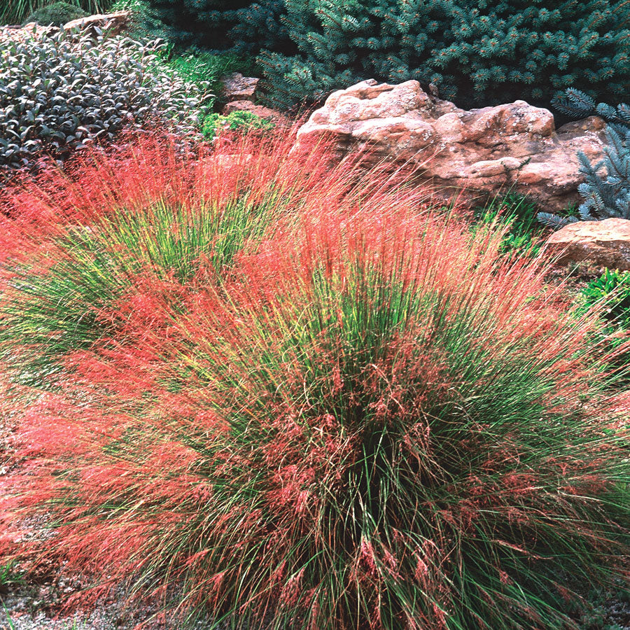 Undaunted Ruby Muhly Grass Seeds (P)&nbsp;Pkt of 15 seeds