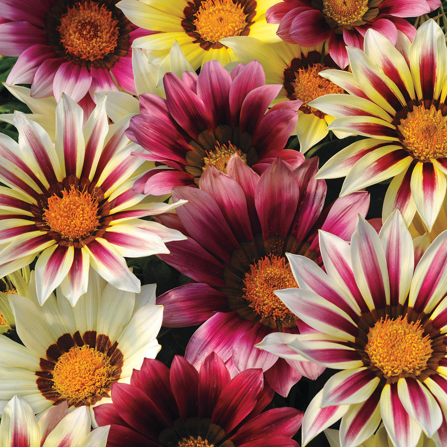 New Day&reg; Strawberry Shortcake Mix Gazania Seeds