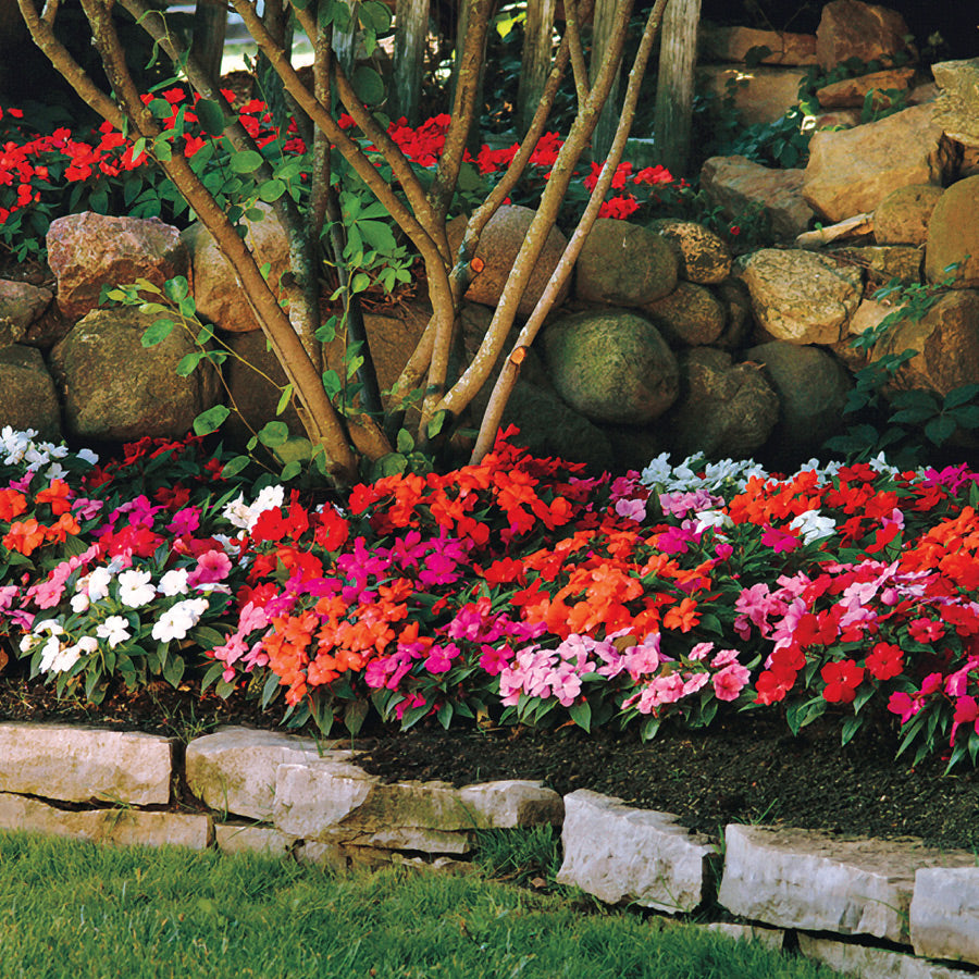 Divine Mix New Guinea Impatiens Seeds (P)&nbsp;Pkt of 15 seeds