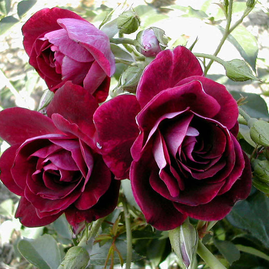 Burgundy Rose Seedlings Flower Seeds Perennial Growing Bonsai Corms Tubers Potted Planting Reblooming Fragrant Garden Roots Rhizomes Species Blooms Plant Bulbs Gardening Tree