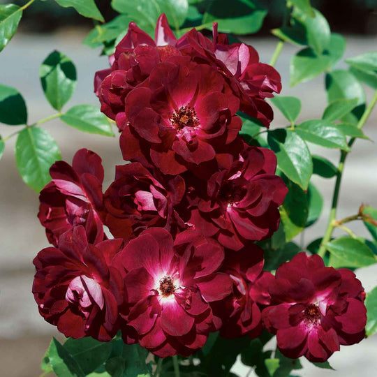 Burgundy Rose Seedlings Flower Seeds Perennial Growing Bonsai Corms Tubers Potted Planting Reblooming Fragrant Garden Roots Rhizomes Species Blooms Plant Bulbs Gardening Tree