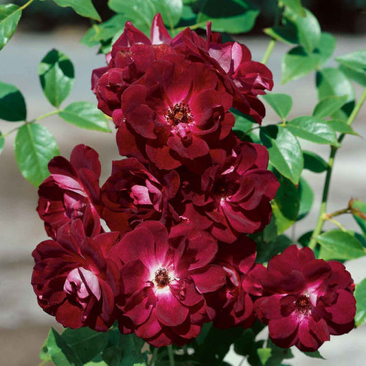 Burgundy Rose Seedlings Flower Seeds Perennial Growing Bonsai Corms Tubers Potted Planting Reblooming Fragrant Garden Roots Rhizomes Species Blooms Plant Bulbs Gardening Tree