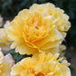 Sunny Rose Seedlings Flower Seeds Perennial Growing Bonsai Corms Tubers Potted Planting Reblooming Fragrant Garden Roots Rhizomes Species Blooms Plant Bulbs Gardening Tree