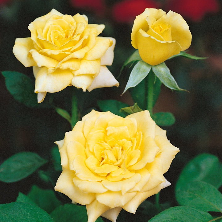 Sunny Rose Seedlings Flower Seeds Perennial Growing Bonsai Corms Tubers Potted Planting Reblooming Fragrant Garden Roots Rhizomes Species Blooms Plant Bulbs Gardening Tree
