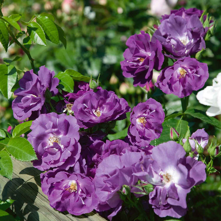 Rhapsody Rose Plant Seedlings Flower Seeds Perennial Growing Bonsai Corms Tubers Potted Planting Reblooming Fragrant Garden Roots Rhizomes Species Blooms Bulbs Gardening Tree