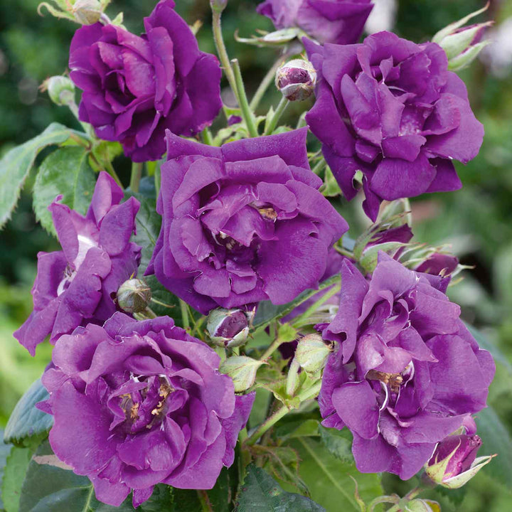 Rhapsody Rose Seedlings Flower Seeds Perennial Growing Bonsai Corms Tubers Potted Planting Reblooming Fragrant Garden Roots Rhizomes Species Blooms Plant Bulbs Gardening Tree