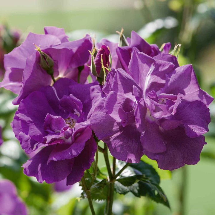 Rhapsody Rose Seedlings Flower Seeds Perennial Growing Bonsai Corms Tubers Potted Planting Reblooming Fragrant Garden Roots Rhizomes Species Blooms Plant Bulbs Gardening Tree