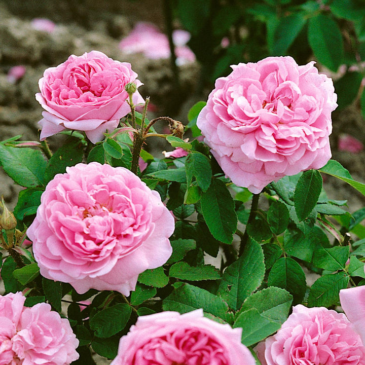 Chambord Rose Seedlings Flower Seeds Perennial Growing Bonsai Corms Tubers Potted Planting Reblooming Fragrant Garden Roots Rhizomes Species Blooms Plant Bulbs Gardening Tree