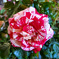 Rock 'n' Roll Rose Seedlings Flower Seeds Perennial Growing Bonsai Corms Tubers Potted Planting Reblooming Fragrant Garden Roots Rhizomes Species Blooms Plant Bulbs Gardening Tree