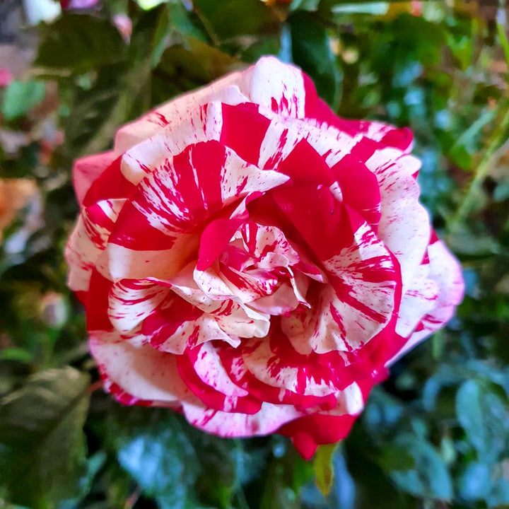 Rock 'n' Roll Rose Seedlings Flower Seeds Perennial Growing Bonsai Corms Tubers Potted Planting Reblooming Fragrant Garden Roots Rhizomes Species Blooms Plant Bulbs Gardening Tree