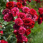 Raspberry Royale Rose Seedlings Flower Seeds Perennial Growing Bonsai Corms Tubers Potted Planting Reblooming Fragrant Garden Roots Rhizomes Species Blooms Plant Bulbs Gardening Tree