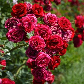 Raspberry Royale Rose Seedlings Flower Seeds Perennial Growing Bonsai Corms Tubers Potted Planting Reblooming Fragrant Garden Roots Rhizomes Species Blooms Plant Bulbs Gardening Tree