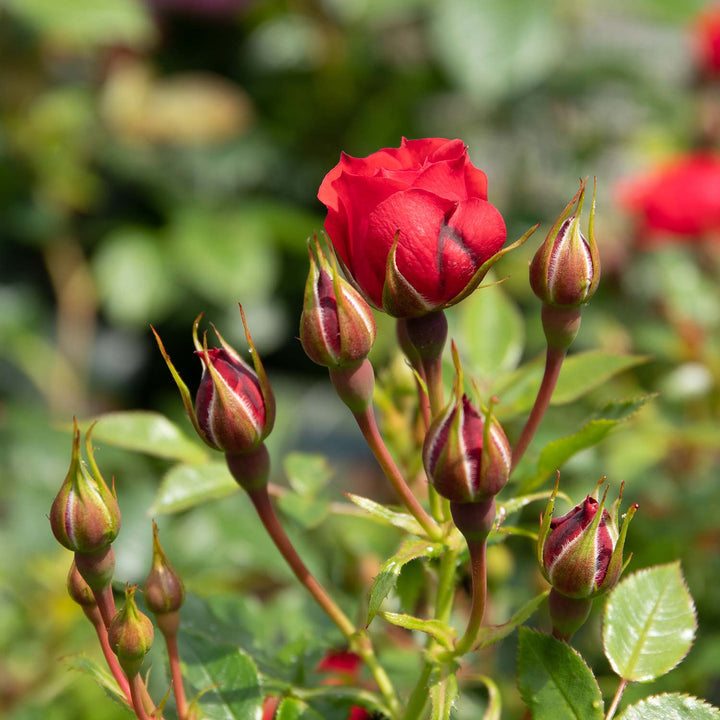 Royale Rose Seedlings Flower Seeds Perennial Growing Bonsai Corms Tubers Potted Planting Reblooming Fragrant Garden Roots Rhizomes Species Blooms Plant Bulbs Gardening Tree