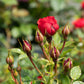 Royale Rose Seedlings Flower Seeds Perennial Growing Bonsai Corms Tubers Potted Planting Reblooming Fragrant Garden Roots Rhizomes Species Blooms Plant Bulbs Gardening Tree