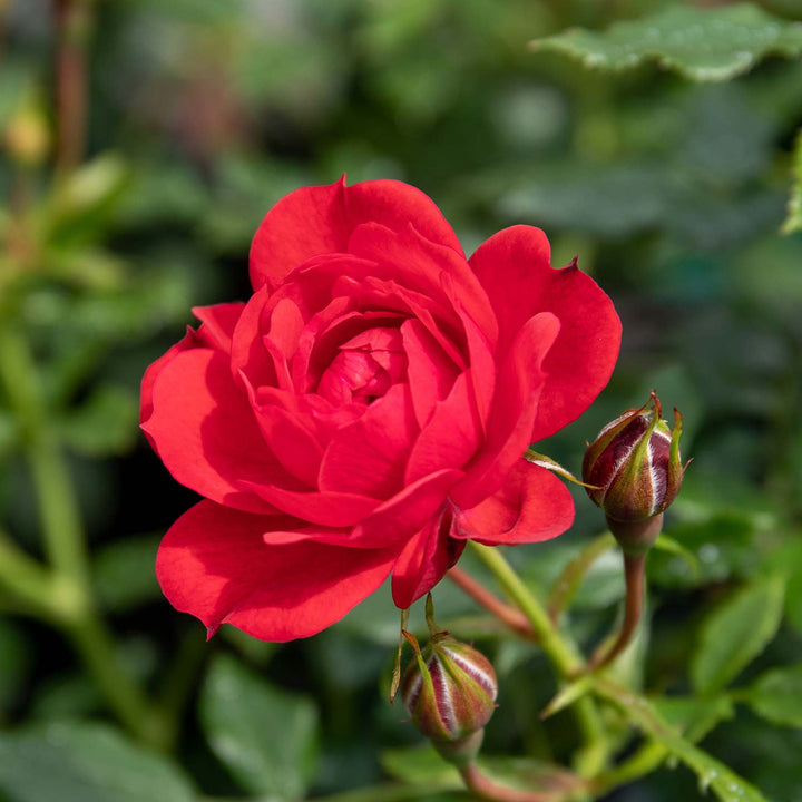 Royale Rose Seedlings Flower Seeds Perennial Growing Bonsai Corms Tubers Potted Planting Reblooming Fragrant Garden Roots Rhizomes Species Blooms Plant Bulbs Gardening Tree