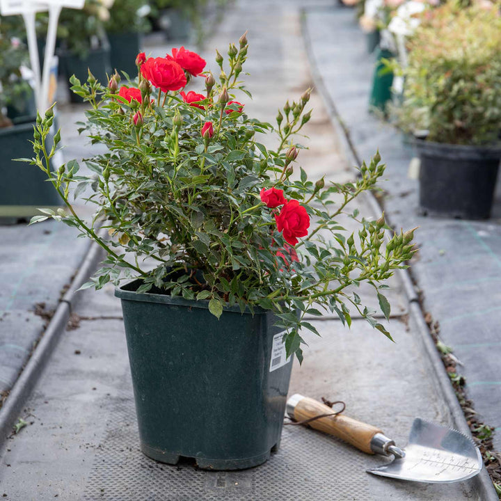 Royale Rose Seedlings Flower Seeds Perennial Growing Bonsai Corms Tubers Potted Planting Reblooming Fragrant Garden Roots Rhizomes Species Blooms Plant Bulbs Gardening Tree