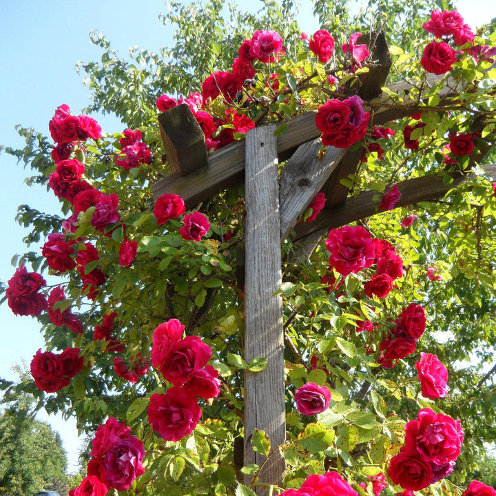 Starlight Rose Seedlings Flower Seeds Perennial Growing Bonsai Corms Tubers Potted Planting Reblooming Fragrant Garden Roots Rhizomes Species Blooms Plant Bulbs Gardening Tree